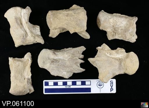 undet. Mosasauridae