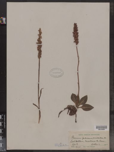 Peramium pubescens