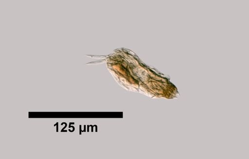 Proales longidactyla