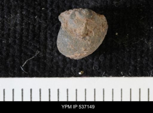 Viviparus montanaensis