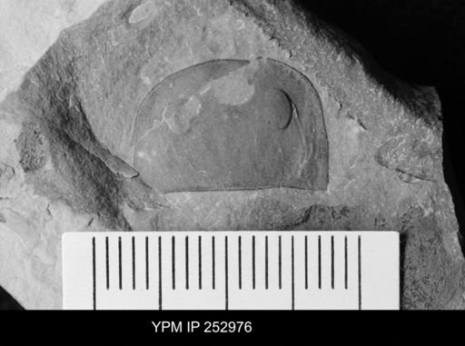 Eurypterus sp.