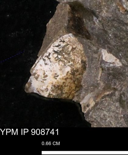 undet. Bivalvia