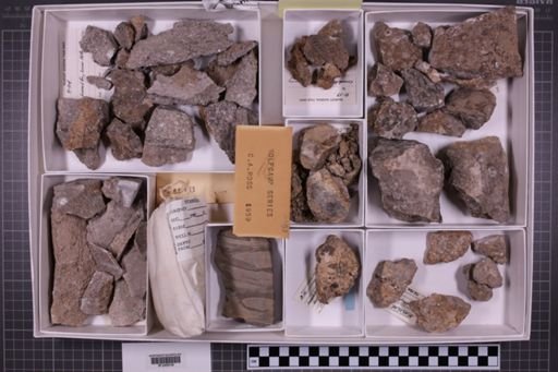 mixed taxa, stratigraphic collection