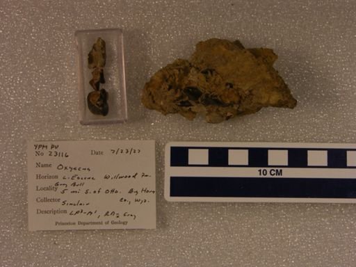 Oxyaena sp.