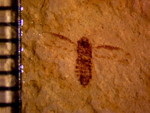undet. Hemiptera