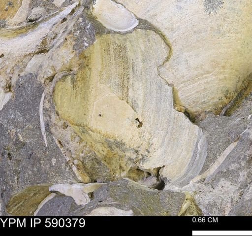 Protocardia?