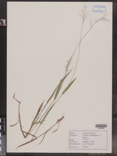 Panicum boreale