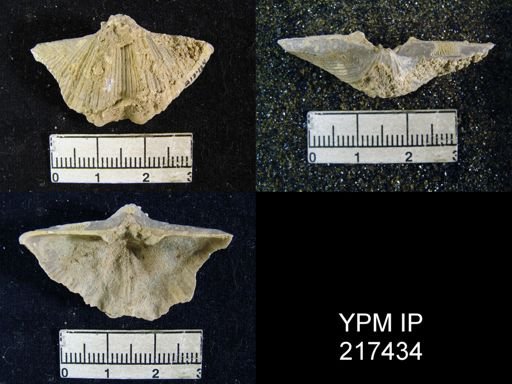 Neospirifer cameratus