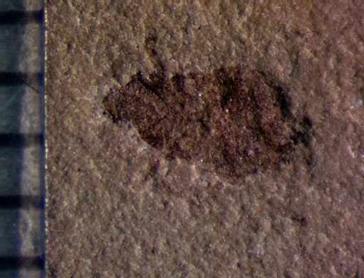 undet. Hemiptera