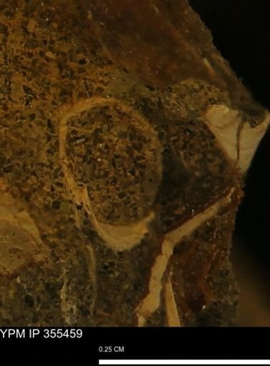 Scaphopoda