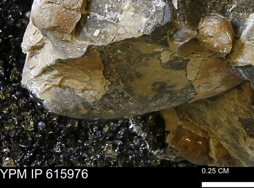 undet. Mollusca