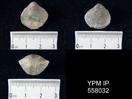 Pentamerella sp.