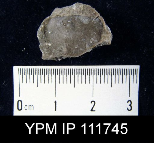 Brachyprion robustum
