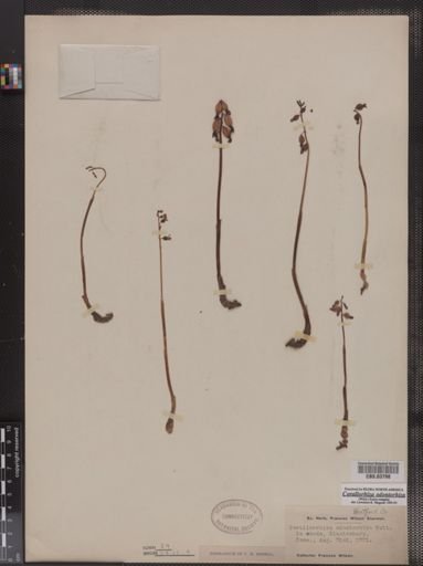 Corallorhiza odontorhiza