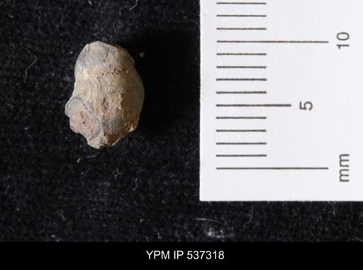 Goniobasis ortmanni