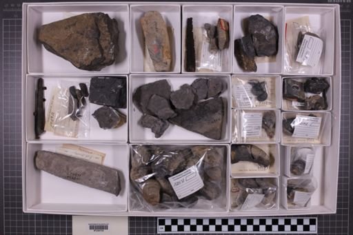 mixed taxa, stratigraphic collection