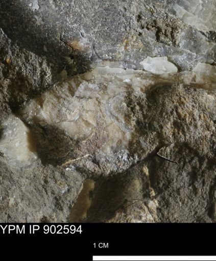 undet. Bivalvia
