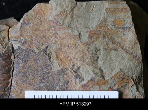 undet. Graptolithina