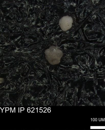 undet. Foraminiferida