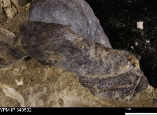 Ostrea glabra