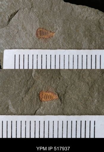 undet. Synziphosurina