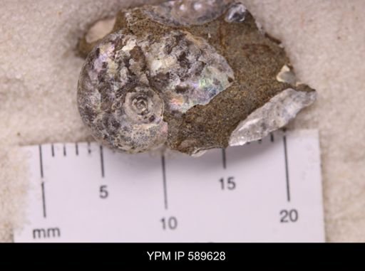 Hoploscaphites comprimus