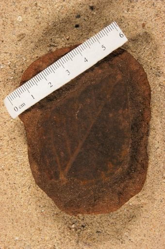 Populus kanseana