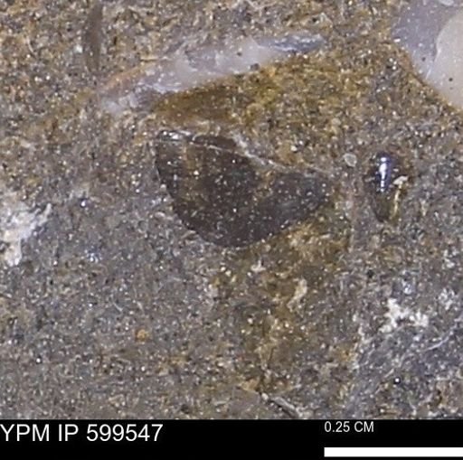 Protocardia subquadrata
