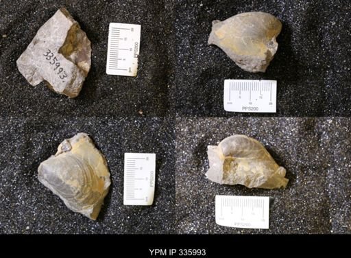 undet. Bivalvia