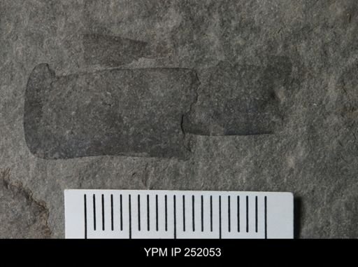 Eurypterus sp.