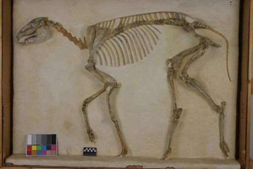 Mesohippus grallipes