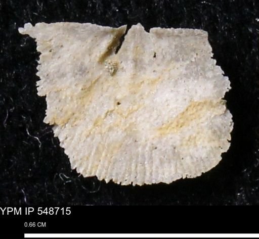 Stropheodonta perplana