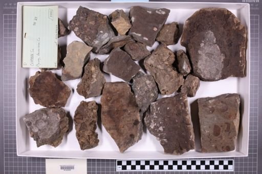 mixed taxa, stratigraphic collection