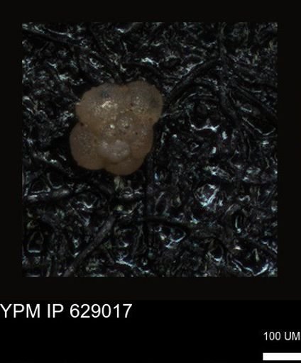 undet. Foraminiferida