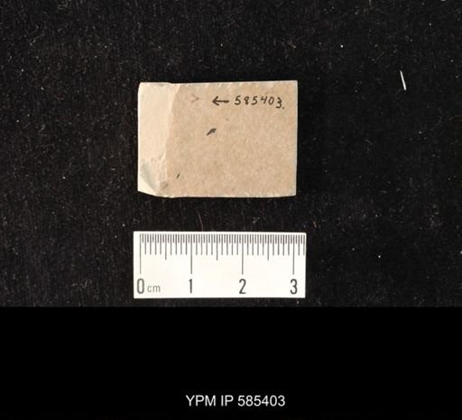 undet. Hymenoptera