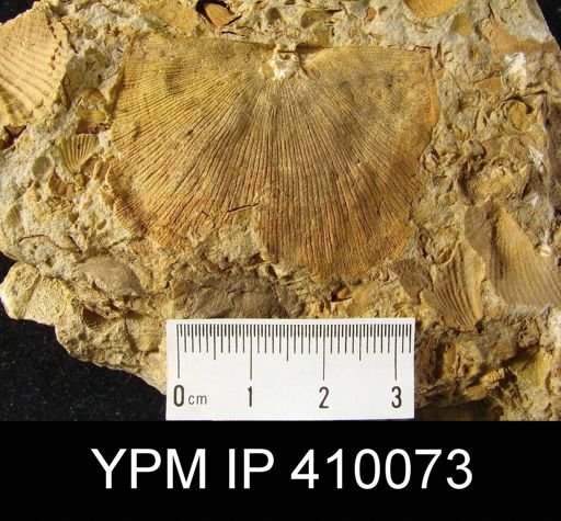 Schuchertella sp.; Syringothyris sp. with