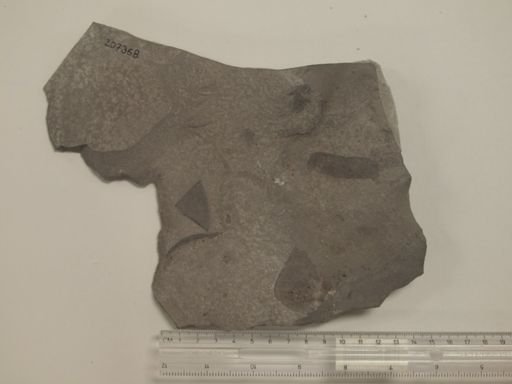 Eurypterus sp.