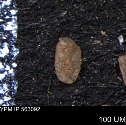 Miliammina manitobensis