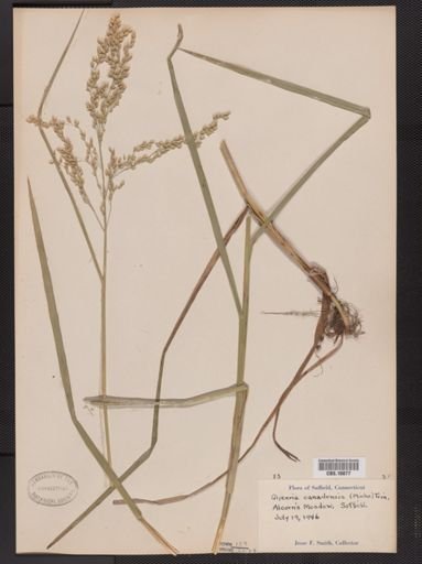 Glyceria canadensis