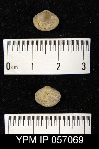 Nucleospira concentrica