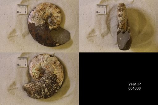 Hoploscaphites nicolletii