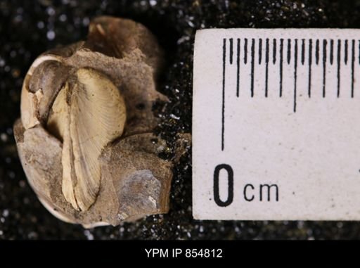 Limopsis striatopunctatus