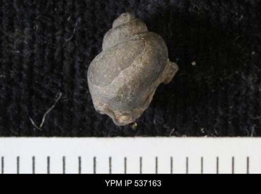 Viviparus montanaensis