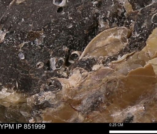 undet. Foraminifera