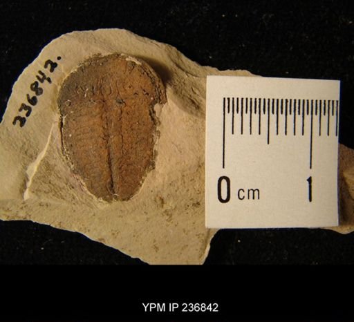 Elrathia kingi