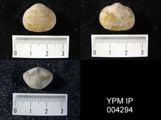 Stringocephalus sp.