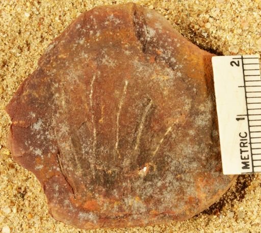 Annularia