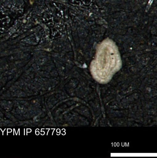 Spirolocammina subcircularis