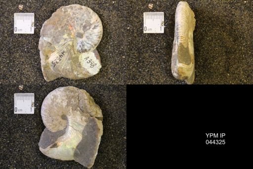 Hoploscaphites comprimus