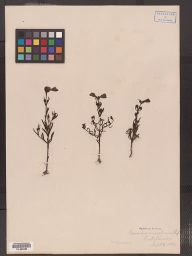 Gerardia maritima